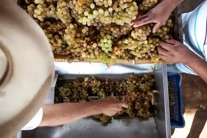 Picking grapes